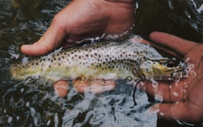 Catch & Release