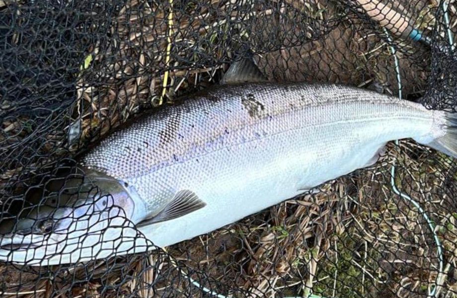 Ollie Braithwaite with salmon 2 from Canterland