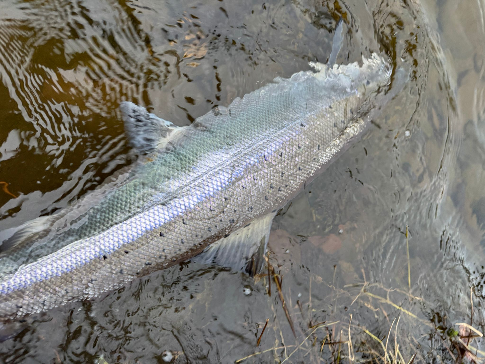 Ollie Braithwaite with salmon 2 from Canterland