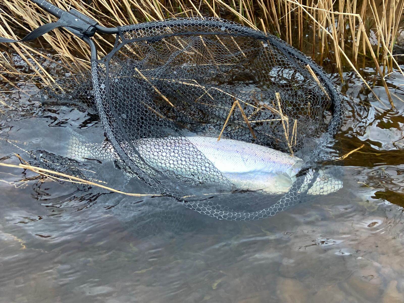 Ollie Braithwaite with salmon 2 from Canterland