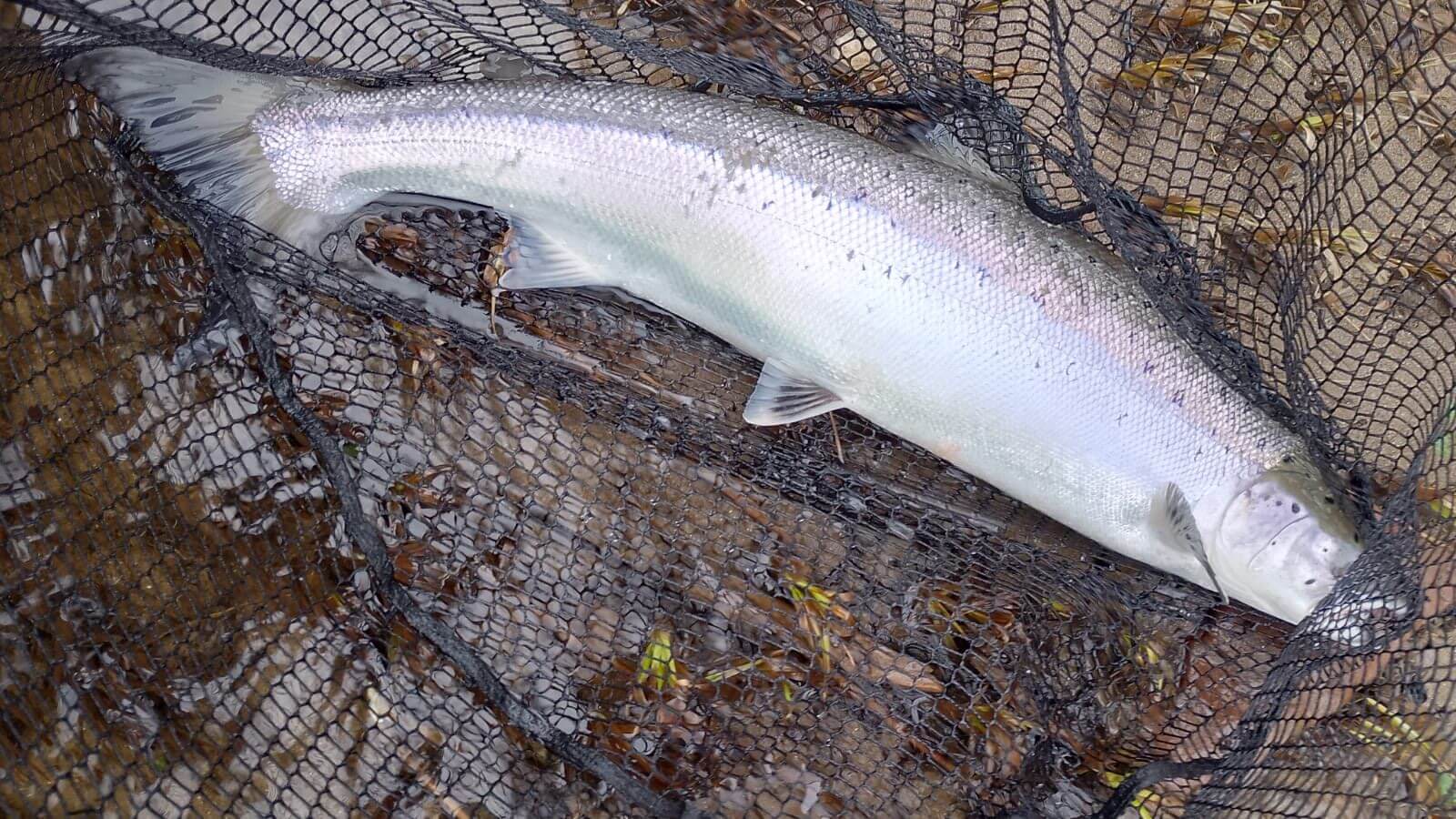 Ollie Braithwaite with salmon 2 from Canterland