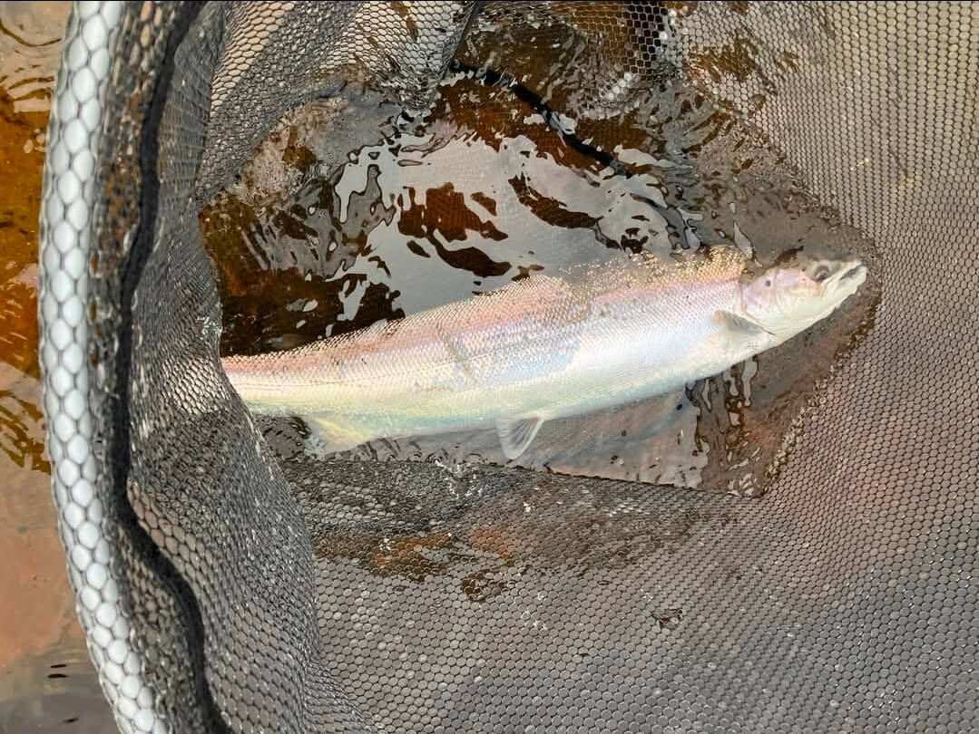 Ollie Braithwaite with salmon 2 from Canterland