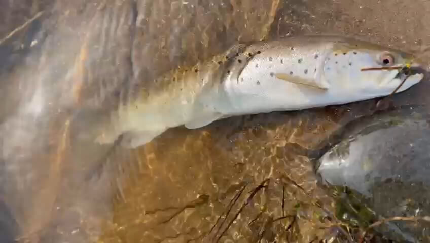 Ollie Braithwaite with salmon 2 from Canterland
