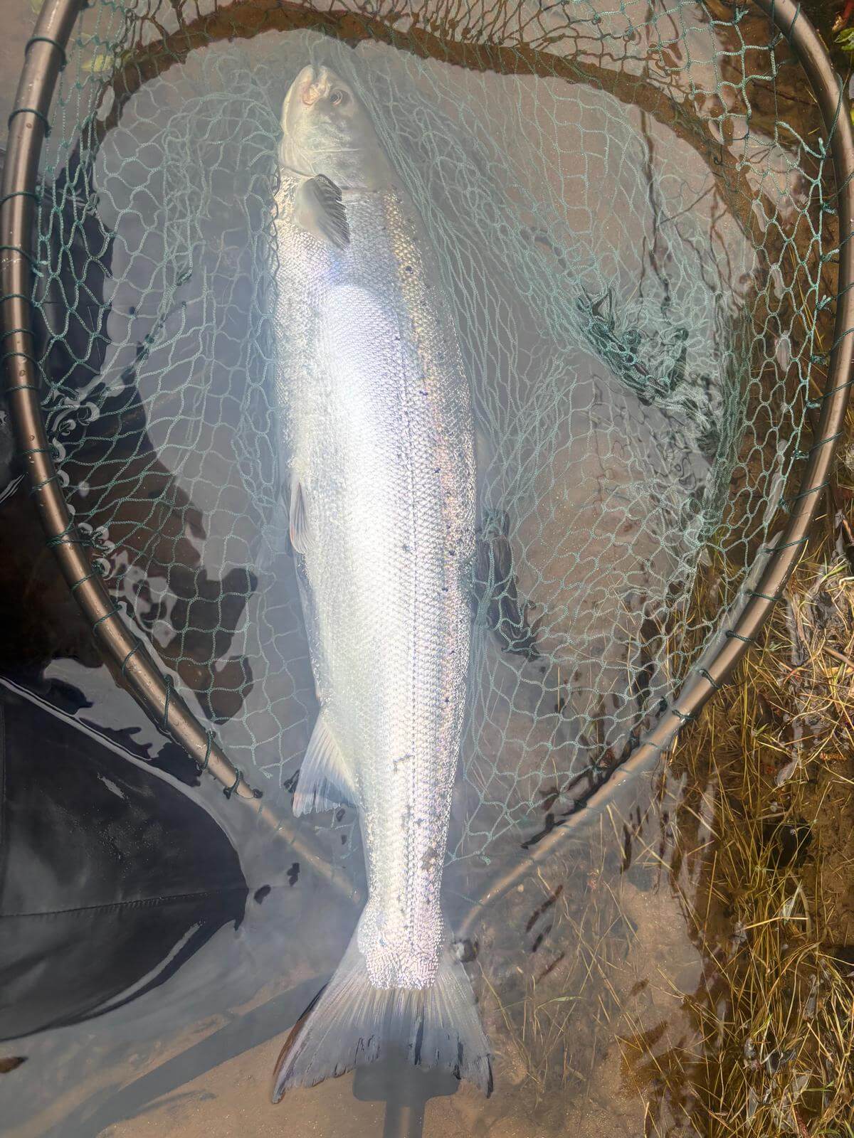 Ollie Braithwaite with salmon 2 from Canterland