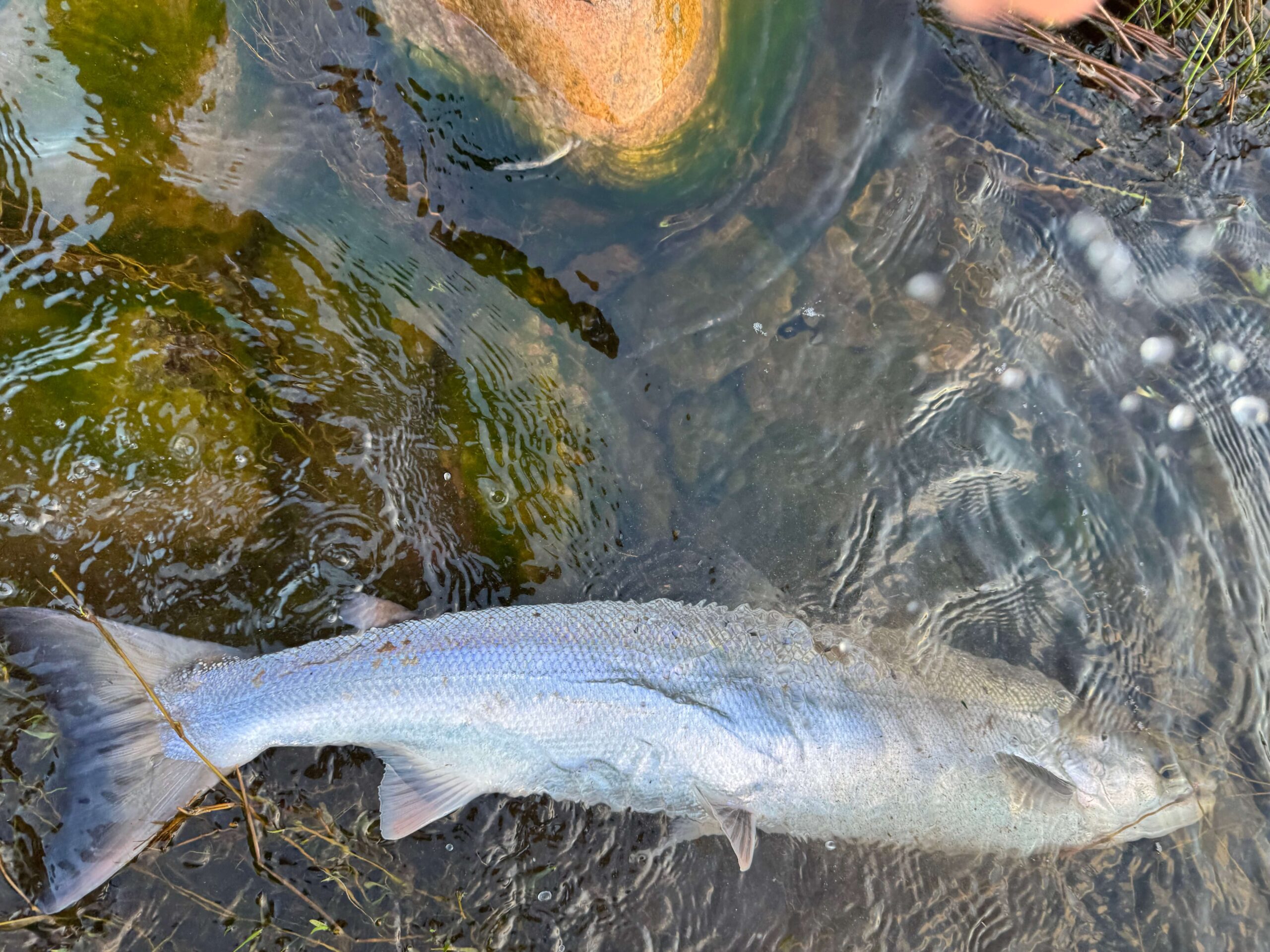 Ollie Braithwaite with salmon 2 from Canterland