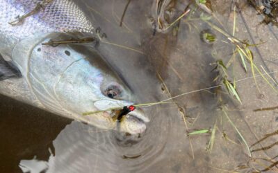 Fishing Report 20th – 25th April 2026