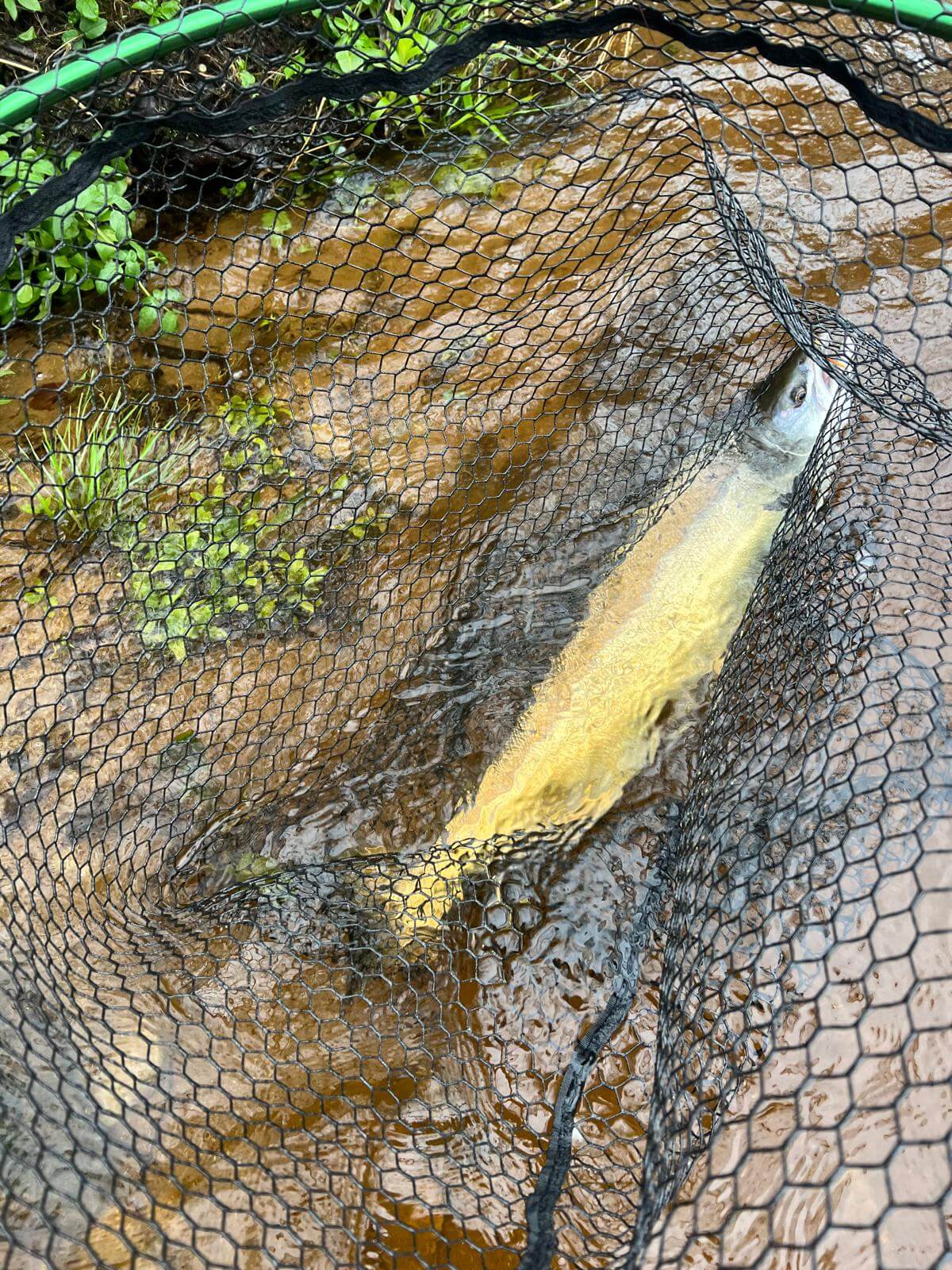 Ollie Braithwaite with salmon 2 from Canterland