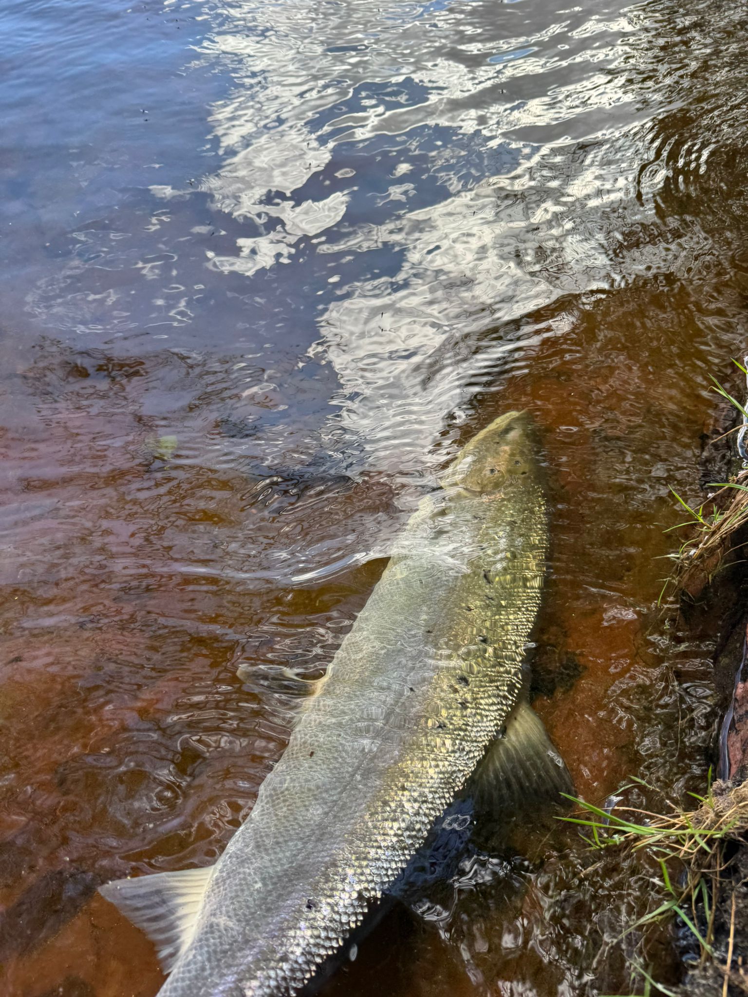 Ollie Braithwaite with salmon 2 from Canterland