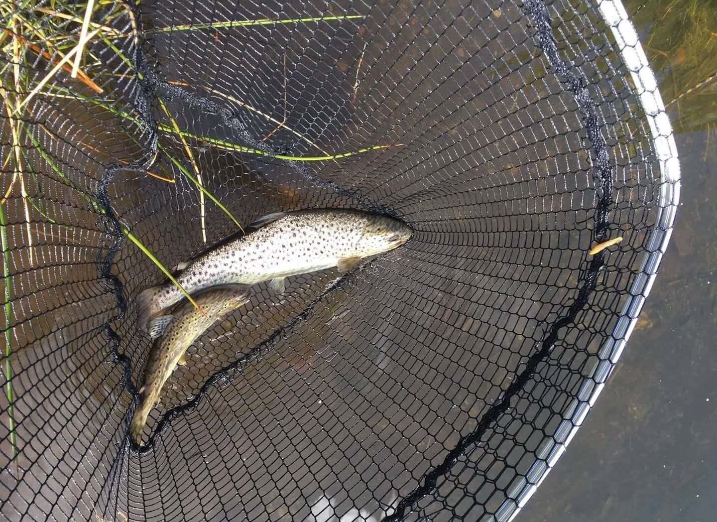 Ollie Braithwaite with salmon 2 from Canterland