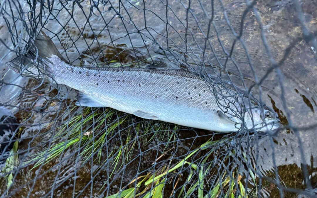 Fishing Report 1st – 13th June 2026