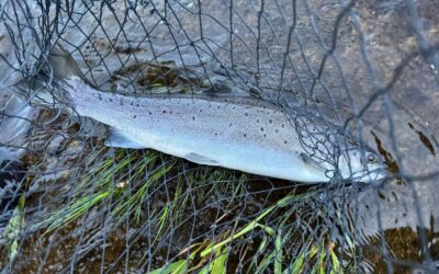 Fishing Report 1st – 13th June 2026