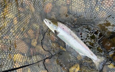 Fishing Report 27 July – 8 August 2026
