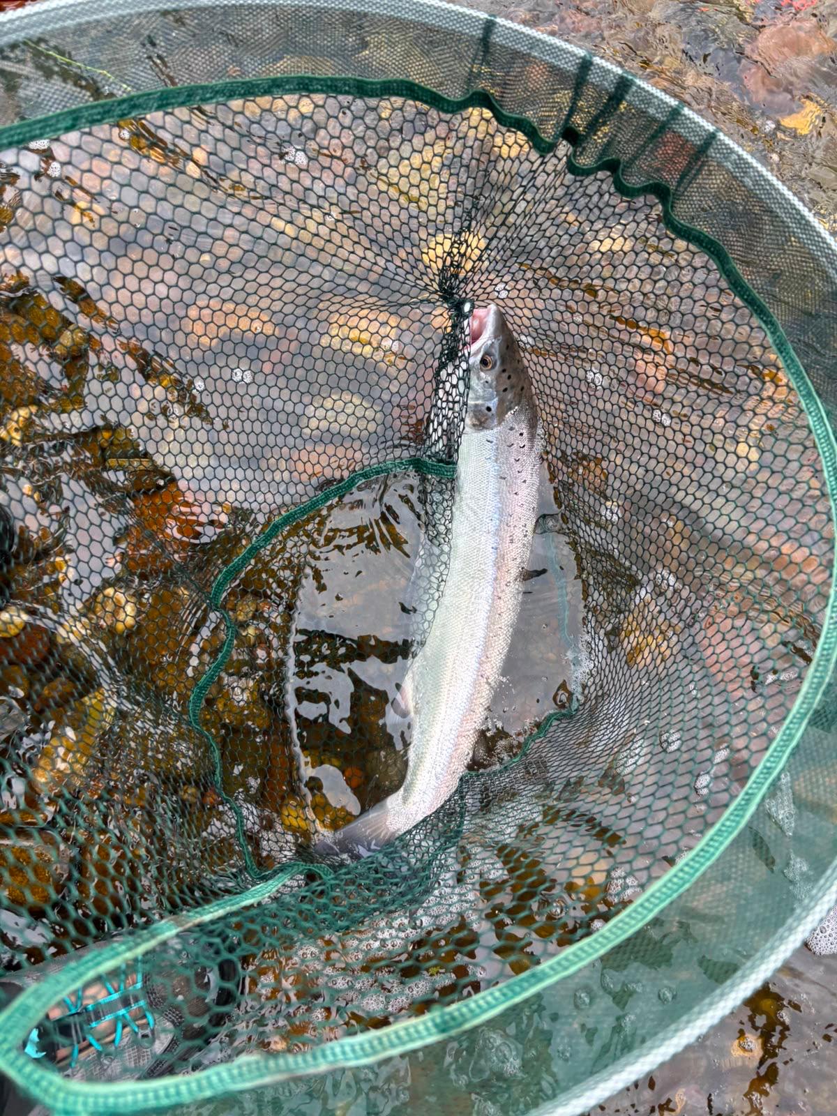 Ollie Braithwaite with salmon 2 from Canterland