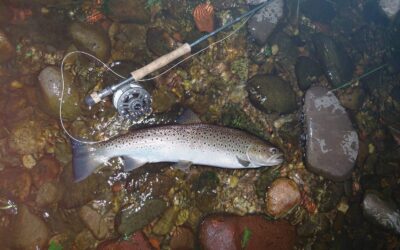 Fishing Report 13 – 25 July 2026
