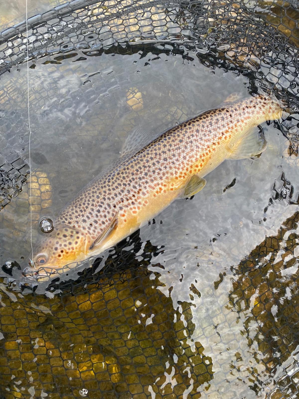 Ollie Braithwaite with salmon 2 from Canterland