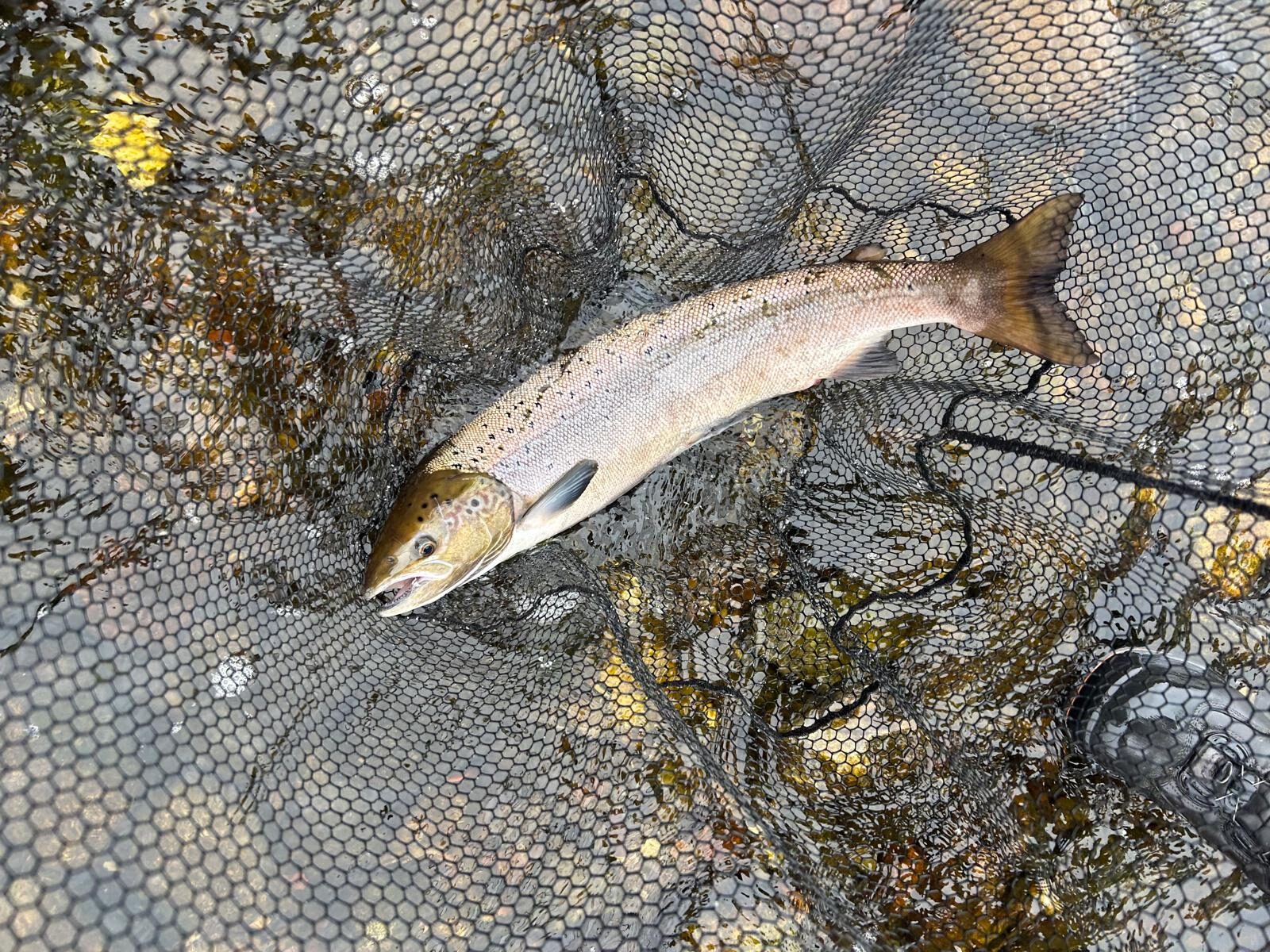 Ollie Braithwaite with salmon 2 from Canterland