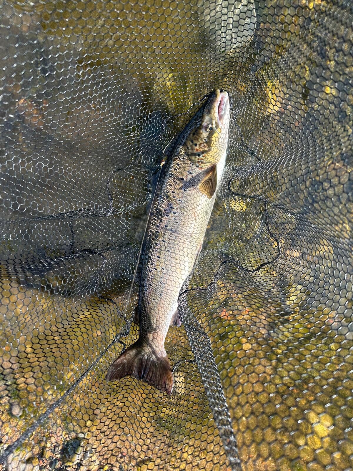 Ollie Braithwaite with salmon 2 from Canterland