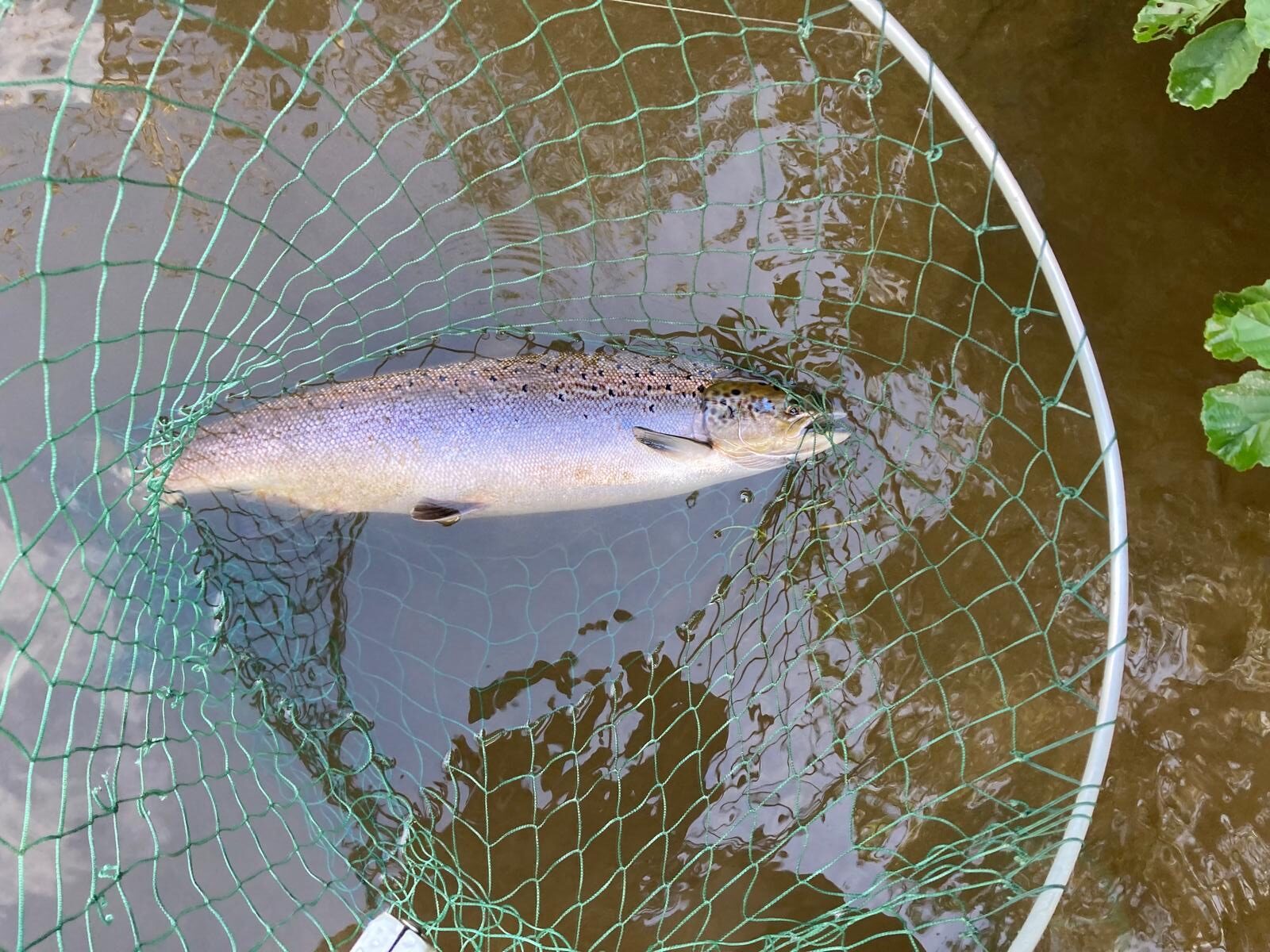 Ollie Braithwaite with salmon 2 from Canterland