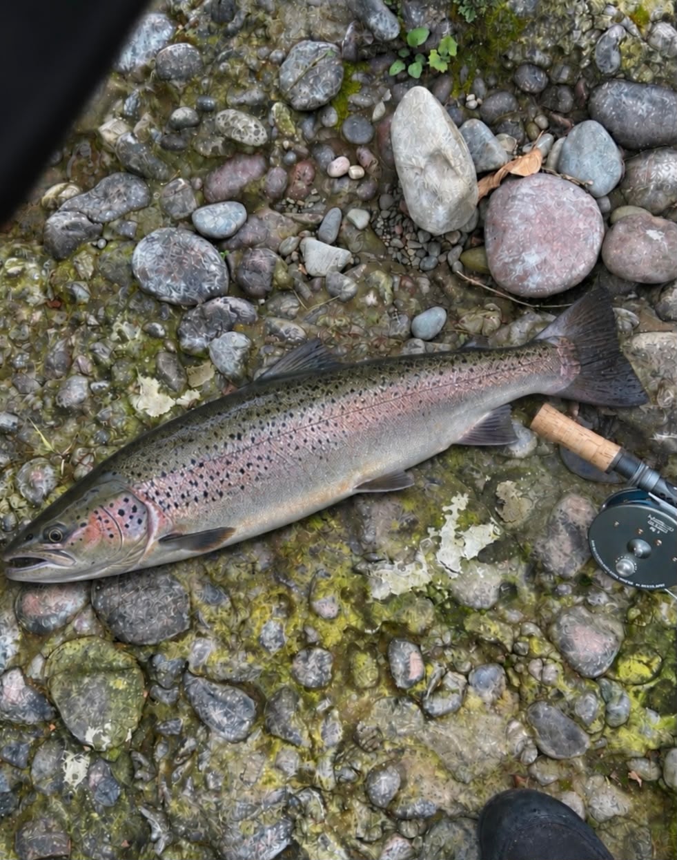 Ollie Braithwaite with salmon 2 from Canterland