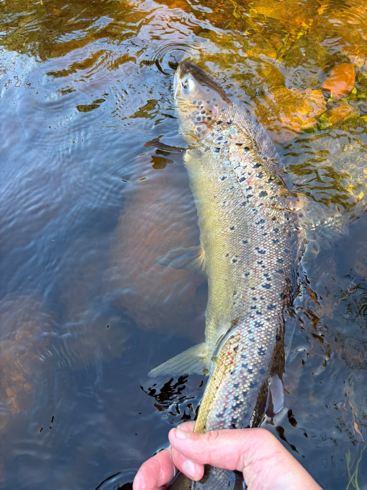 Ollie Braithwaite with salmon 2 from Canterland